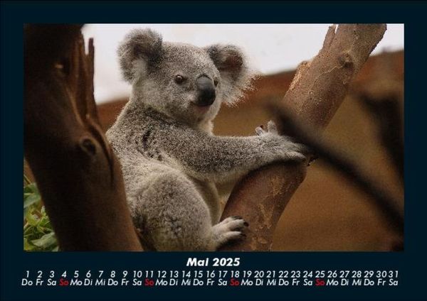 Produktbild: Koala 2025 Fotokalender DIN A5