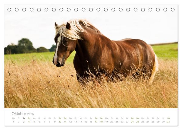 Produktbild: Faszination und Vielfalt - Schwarzw&auml;lder Kaltblut (Tischkalender 2026 DIN A5 quer), CALVENDO Monatskalender