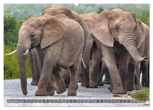 Produktbild: Elefanten Begegnungen im &ouml;stlichen und s&uuml;dlichen Afrika (Wandkalender 2026 DIN A2 quer), CALVENDO Monatskalender