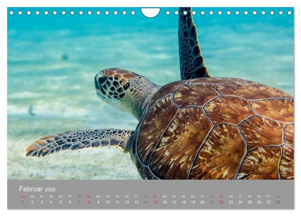 Produktbild: Meeresschildkr&ouml;ten der Karibik (Wandkalender 2026 DIN A4 quer), CALVENDO Monatskalender