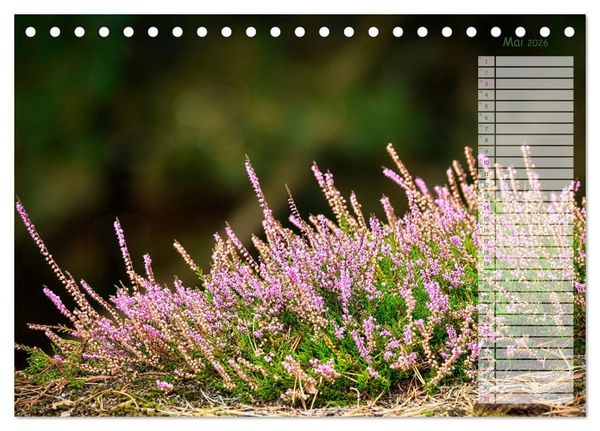 Produktbild: Heidespaziergang (Tischkalender 2026 DIN A5 quer), CALVENDO Monatskalender