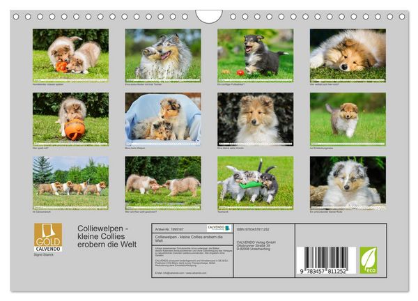 Produktbild: Colliewelpen - kleine Collies erobern die Welt (Wandkalender 2026 DIN A4 quer), CALVENDO Monatskalender