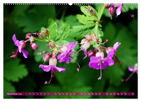 Produktbild: Beschwingte Blumenwelt (Wandkalender 2026 DIN A2 quer), CALVENDO Monatskalender