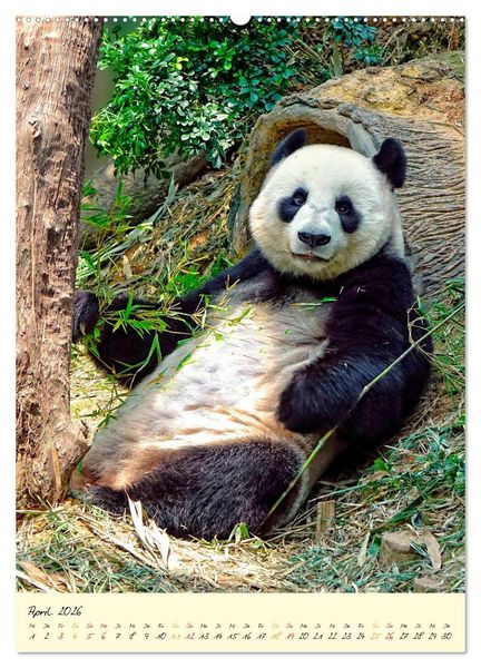 Produktbild: Riesenpanda (Wandkalender 2026 DIN A2 hoch), CALVENDO Monatskalender