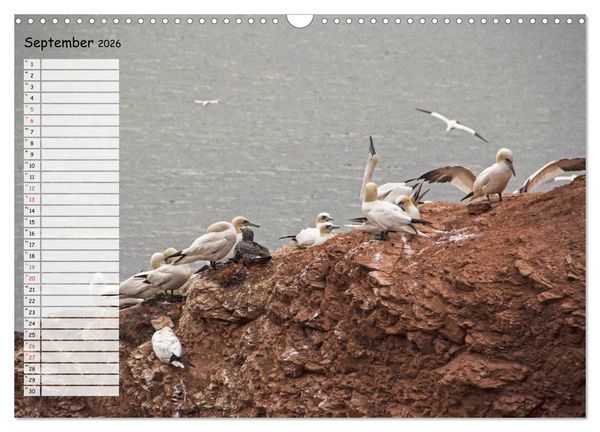 Produktbild: Helgoland - idyllische Nordseeinsel (Wandkalender 2026 DIN A3 quer), CALVENDO Monatskalender