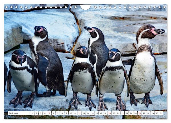 Produktbild: Tierische Fracktr&auml;ger (Wandkalender 2026 DIN A4 quer), CALVENDO Monatskalender