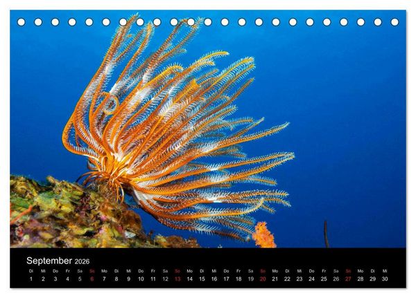 Produktbild: Faszinierendes Leben unter Wasser (Tischkalender 2026 DIN A5 quer), CALVENDO Monatskalender