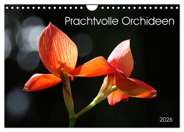Produktbild: Prachtvolle Orchideen (Wandkalender 2026 DIN A4 quer), CALVENDO Monatskalender