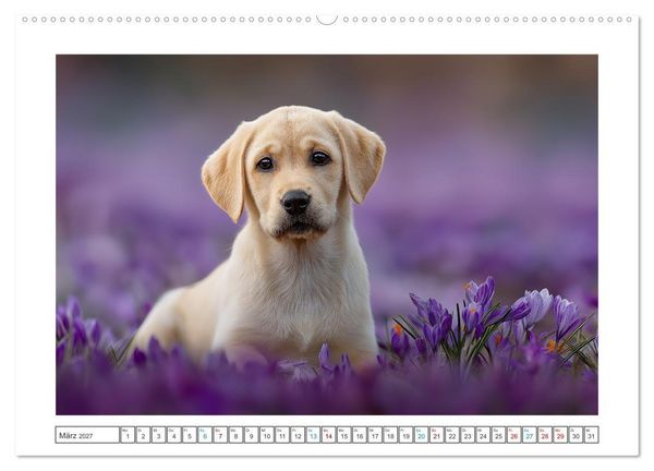 Produktbild: Labrador Liebe (Wandkalender 2027 DIN A2 quer), CALVENDO Monatskalender
