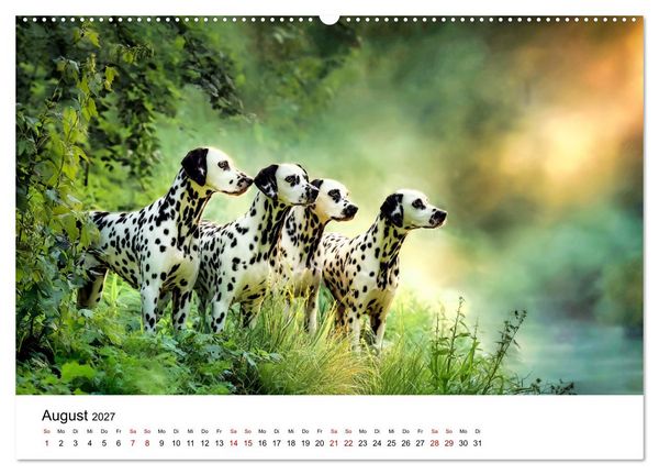 Produktbild: Dalmatiner - Mehr als nur Punkte! (Wandkalender 2027 DIN A2 quer), CALVENDO Monatskalender