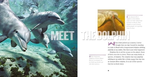 Produktbild: Face to Face with Dolphins
