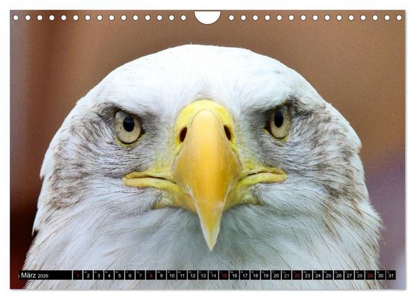 Produktbild: Adler und Greife - K&ouml;nige des Himmels (Wandkalender 2026 DIN A4 quer), CALVENDO Monatskalender