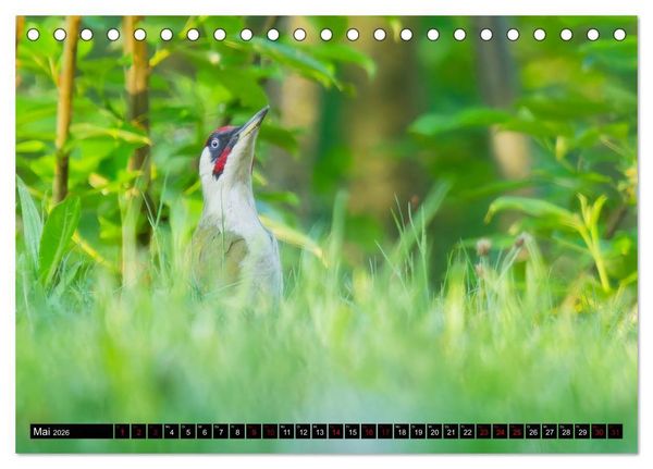 Produktbild: Wildtiere des Paderborner Landes (Tischkalender 2026 DIN A5 quer), CALVENDO Monatskalender