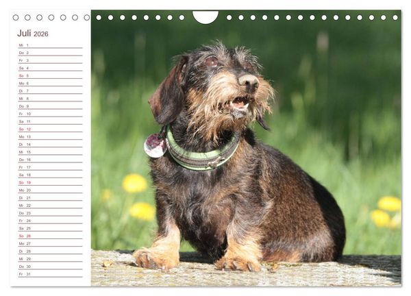 Produktbild: Familienplaner - Liebenswerte Rabauken - Rauhaardackel (Wandkalender 2026 DIN A4 quer), CALVENDO Monatskalender