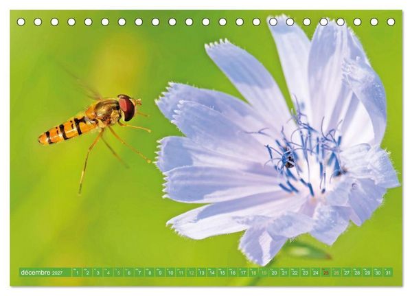 Produktbild: Fleurs du jardin aromatique (Calendrier de bureau 2027 DIN A5 vertical), CALVENDO calendrier mensuel