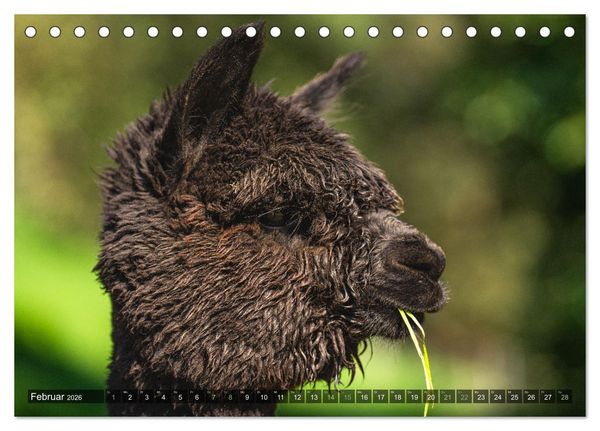 Produktbild: Alpakas im Portrait (Tischkalender 2026 DIN A5 quer), CALVENDO Monatskalender