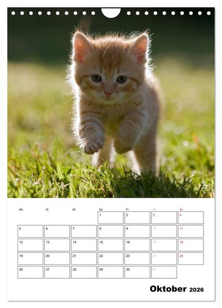 Produktbild: Katzenkinder - Impressionen (Wandkalender 2026 DIN A4 hoch), CALVENDO Monatskalender