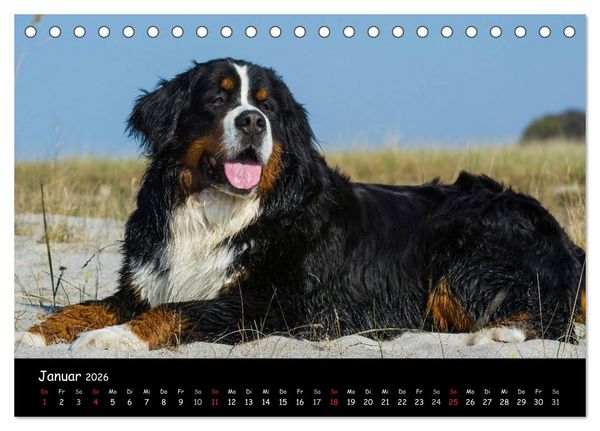 Produktbild: Berner Sennenhund 2026 (Tischkalender 2026 DIN A5 quer), CALVENDO Monatskalender