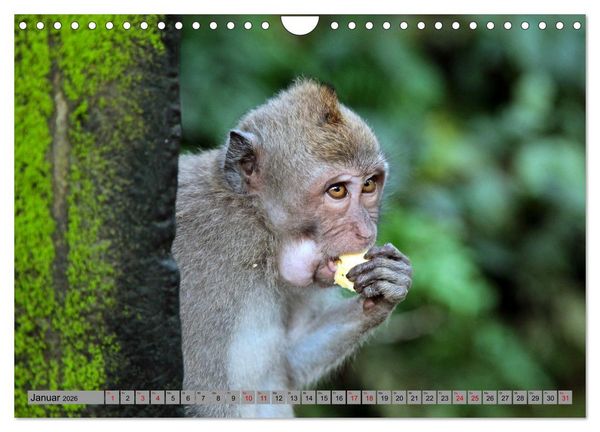 Produktbild: AFFEN AUS ASIEN Indonesien, Thailand, Indien (Wandkalender 2026 DIN A4 quer), CALVENDO Monatskalender
