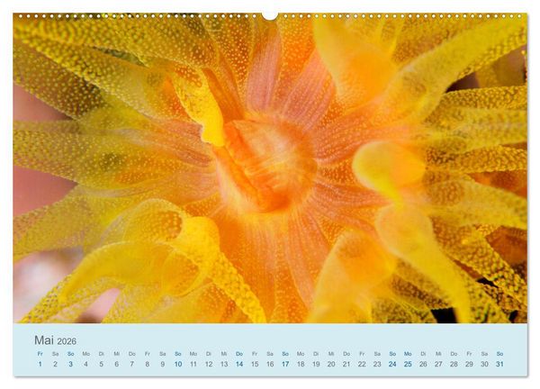 Produktbild: Abenteuer Unterwasser (Wandkalender 2026 DIN A2 quer), CALVENDO Monatskalender