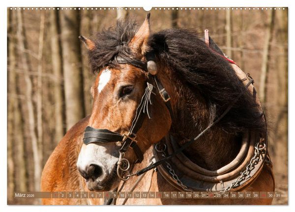 Produktbild: Kaltbl&uuml;ter - Schwere Pferde mit Charme (hochwertiger Premium Wandkalender 2026 DIN A2 quer), Kunstdruck in Hochglanz
