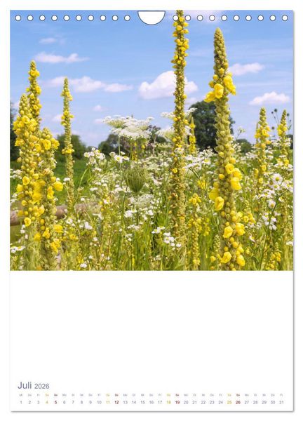 Produktbild: Sch&ouml;ne Wegwarten. Heimische Heilpflanzen am Wegesrand (Wandkalender 2026 DIN A4 hoch), CALVENDO Monatskalender