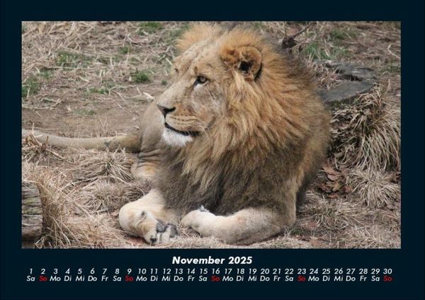Produktbild: L&ouml;wen in der Wildnis 2025 Fotokalender DIN A4