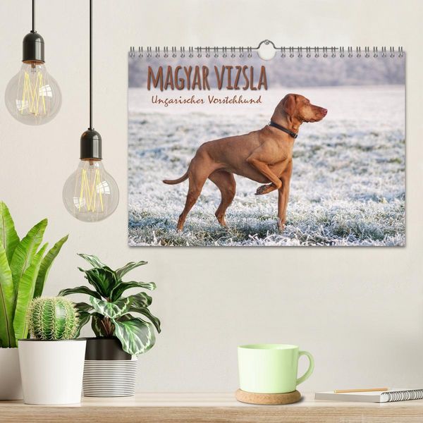 Produktbild: Magyar Vizsla - Ungarischer Vorstehhund (Wandkalender 2026 DIN A4 quer), CALVENDO Monatskalender