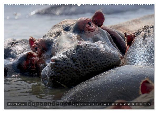 Produktbild: S&uuml;dafrika - Die Tierwelt (Wandkalender 2026 DIN A2 quer), CALVENDO Monatskalender