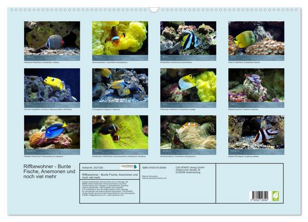 Produktbild: Riffbewohner - Bunte Fische, Anemonen und noch viel mehr (Wandkalender 2026 DIN A2 quer), CALVENDO Monatskalender