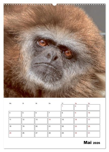Produktbild: Augenblick der Affen 2026 (hochwertiger Premium Wandkalender 2026 DIN A2 hoch), Kunstdruck in Hochglanz