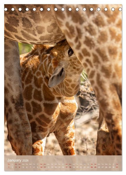 Produktbild: Giraffe Tales (Desk Calendar 2026 DIN A5 portrait), CALVENDO 12 Month DeskCalendar