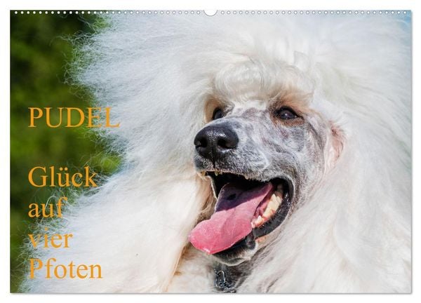 Pudel - Glück auf vier Pfoten (Wandkalender 2026 DIN A2 quer), CALVENDO Monatskalender