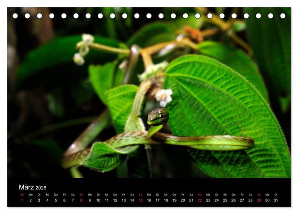 Produktbild: Schlangen (Tischkalender 2026 DIN A5 quer), CALVENDO Monatskalender