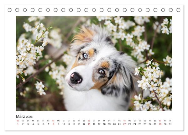 Produktbild: Herzensaussies - Australian Shepherd (Tischkalender 2026 DIN A5 quer), CALVENDO Monatskalender