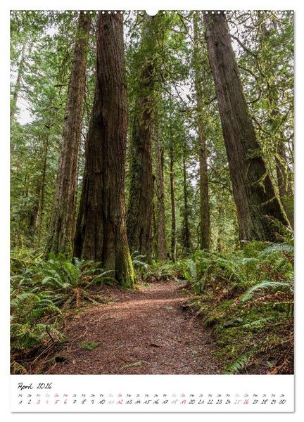 Produktbild: Weltnaturerbe Olympic National Park (Wandkalender 2026 DIN A2 hoch), CALVENDO Monatskalender