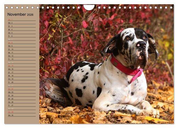 Produktbild: Deutsche Doggen - Sanfte Riesen (Wandkalender 2026 DIN A4 quer), CALVENDO Monatskalender