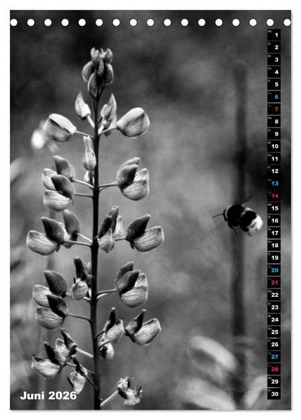 Produktbild: Blumige Graustufen - Schwarz und Wei&szlig; (Tischkalender 2026 DIN A5 hoch), CALVENDO Monatskalender