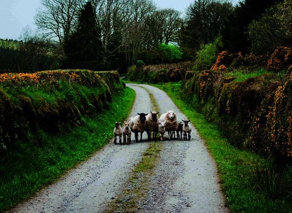 Produktbild: Roadtrips Irland