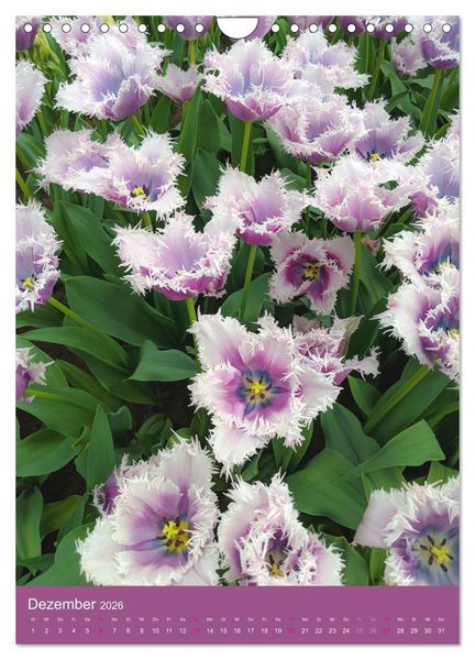 Produktbild: Tulpen. Bunter Fr&uuml;hling (Wandkalender 2026 DIN A4 hoch), CALVENDO Monatskalender