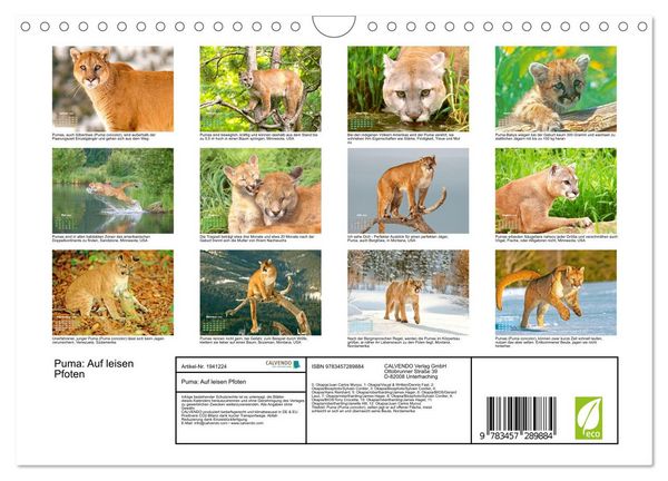 Produktbild: Puma: Auf leisen Pfoten (Wandkalender 2026 DIN A4 quer), CALVENDO Monatskalender