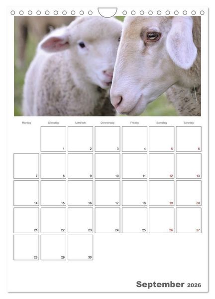 Produktbild: Schafe - 12 Monate in der Herde (Wandkalender 2026 DIN A4 hoch), CALVENDO Monatskalender