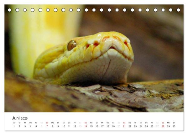 Produktbild: Das Leben der Reptilien (Tischkalender 2026 DIN A5 quer), CALVENDO Monatskalender