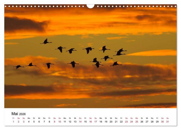 Produktbild: Zug der Kraniche (Wandkalender 2026 DIN A3 quer), CALVENDO Monatskalender