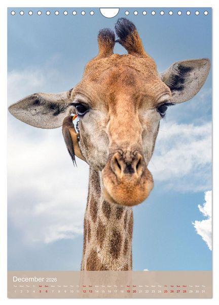 Produktbild: Giraffe Tales (Wall Calendar 2026 DIN A4 portrait), CALVENDO 12 Month Wall Calendar