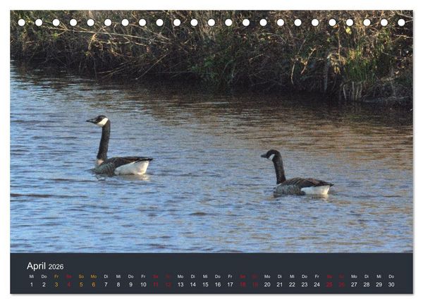 Produktbild: Heimat im Bremer Blockland (Tischkalender 2026 DIN A5 quer), CALVENDO Monatskalender