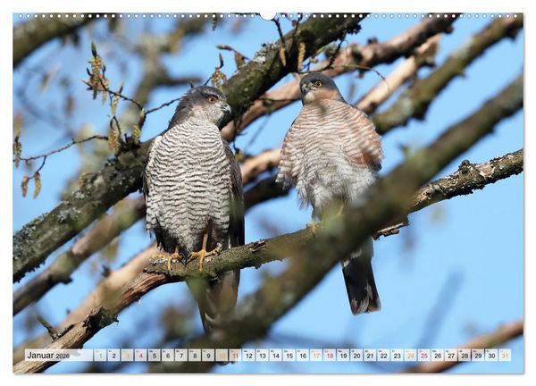 Produktbild: Spitze Krallen und scharfer Blick - Verhalten Sperber (hochwertiger Premium Wandkalender 2026 DIN A2 quer), Kunstdruck in Hochglanz