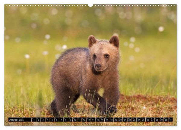 Produktbild: Magie des Augenblicks - Tierkinder - klein, aber wild (Wandkalender 2026 DIN A2 quer), CALVENDO Monatskalender