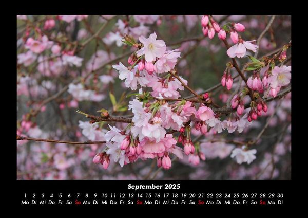 Produktbild: Blumenzauber 2025 Fotokalender DIN A3