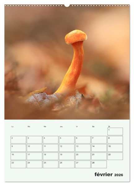 Produktbild: Champignons magiques - Beaut&eacute;s &eacute;ph&eacute;m&egrave;res (Calendrier mural 2026 DIN A2 horizontal), CALVENDO calendrier mensuel